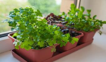 Starting an Indoor Herb Garden