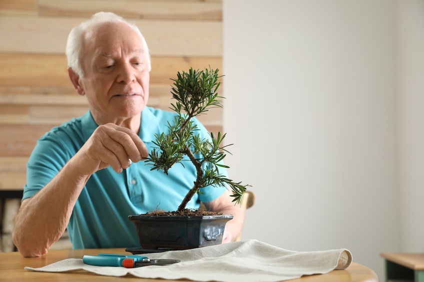 Senior man trimming bonsai tree