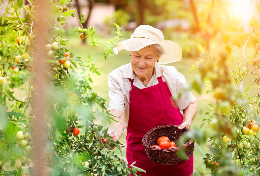 Elderly woman picking vegetables in garden
