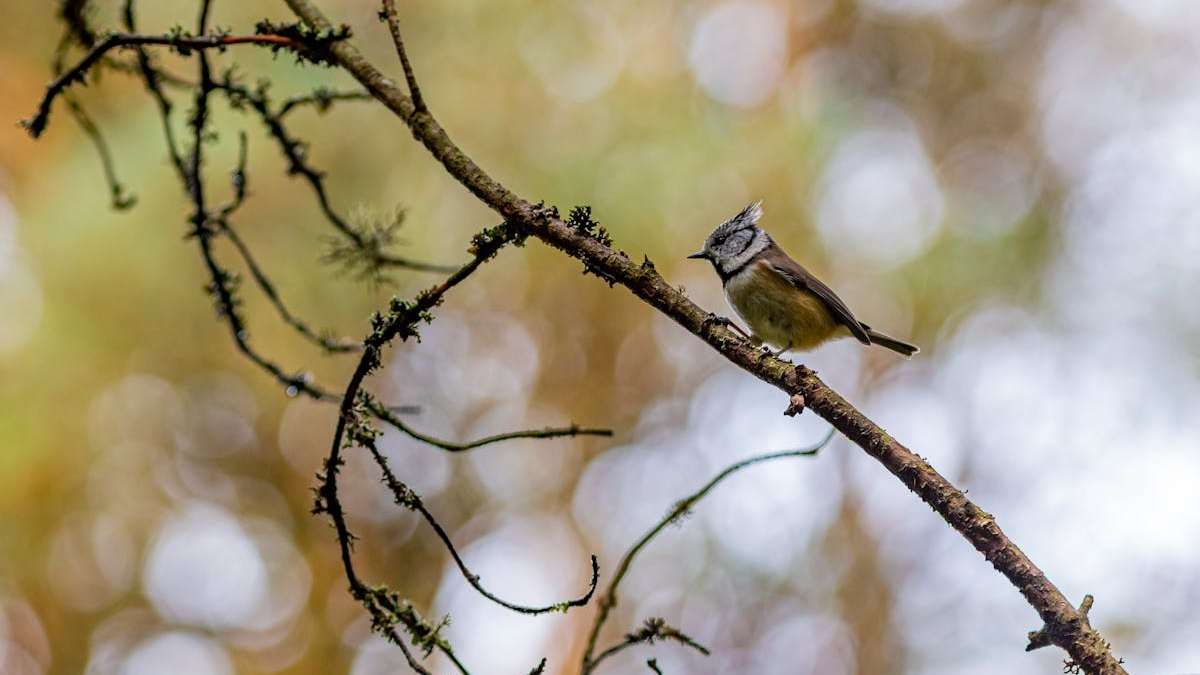 5 Benefits of Birdwatching for Seniors