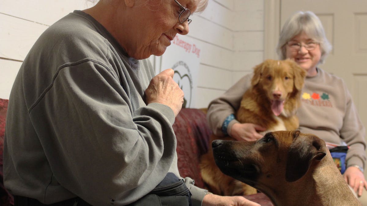 Pets and Their Role in Home Care